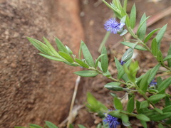 Polygala gerrardii