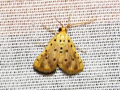 Calamoschoena stictalis