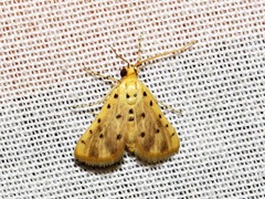 Calamoschoena stictalis