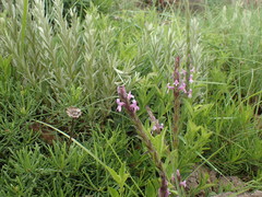 Striga bilabiata bilabiata