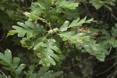 Quercus dalechampii