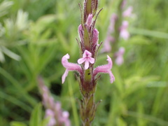 Striga bilabiata bilabiata