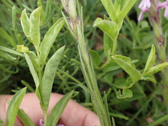 Striga bilabiata bilabiata