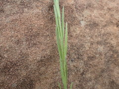 Striga bilabiata bilabiata