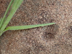 Striga bilabiata bilabiata