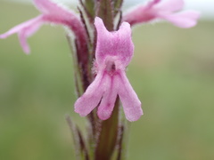 Striga bilabiata bilabiata