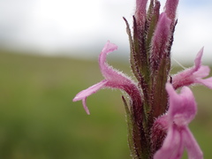 Striga bilabiata bilabiata