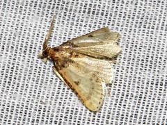 Aglossa basalis