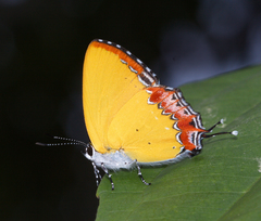 Heliophorus epicles latilimbata