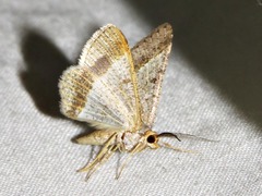 Isturgia catalaunaria