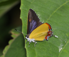 Heliophorus epicles latilimbata