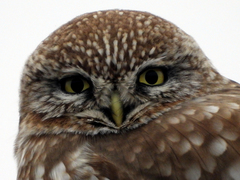 Athene noctua
