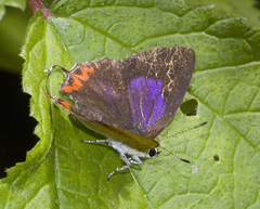Heliophorus epicles latilimbata
