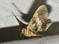 Chiasmia umbrata