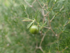 Asparagus africanus