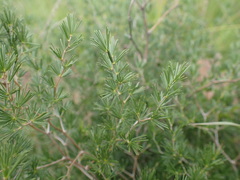 Asparagus africanus
