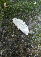 Pycnarmon