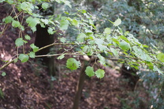 Euptelea polyandra