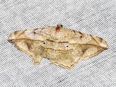 Chiasmia simplicilinea