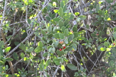 Maytenus vitis-idaea