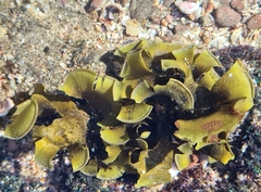 Padina durvillei
