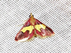 Bostra xanthorhodalis