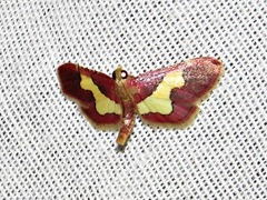 Bostra xanthorhodalis