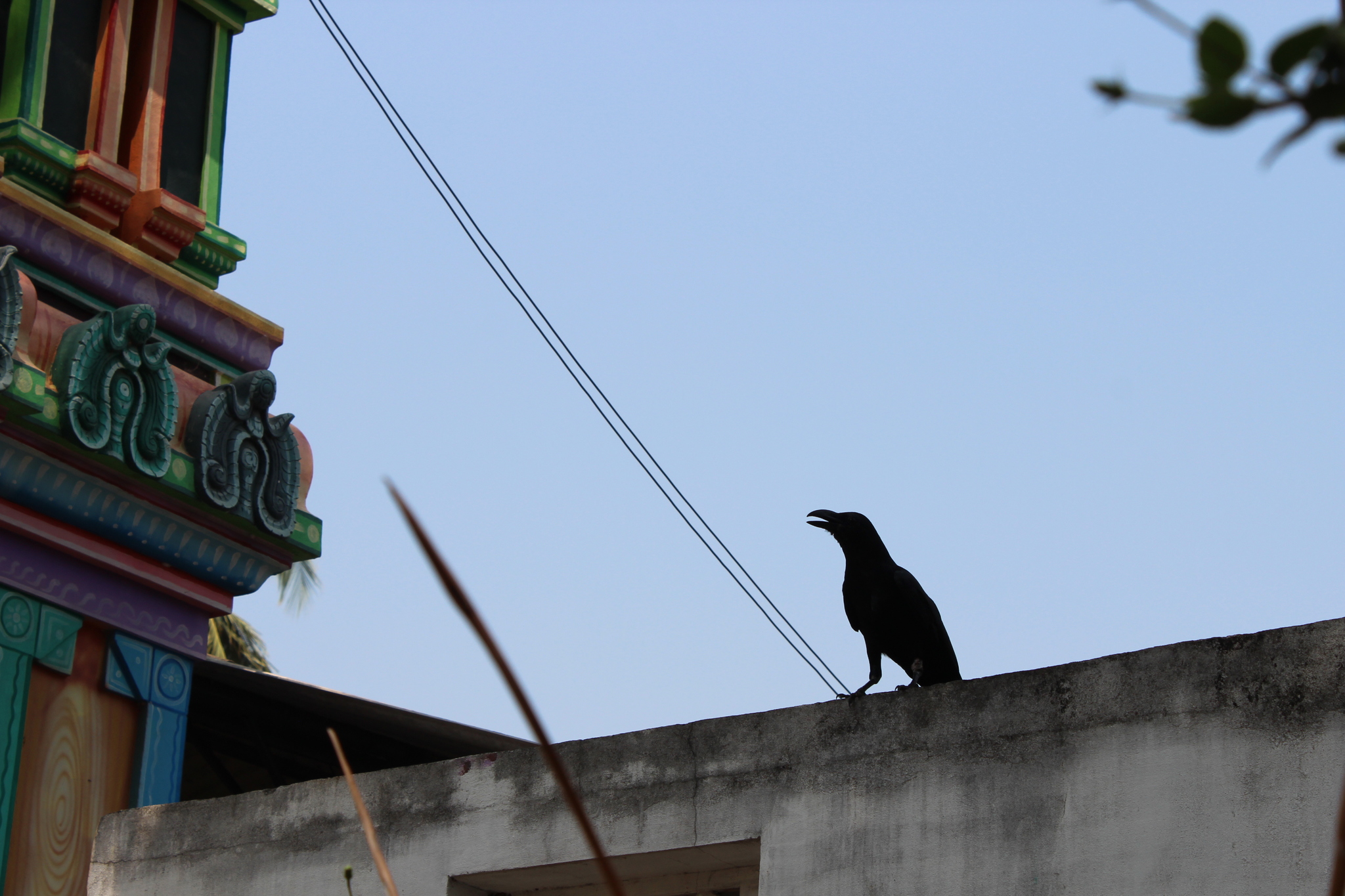 Large-billed Crow