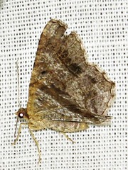 Chiasmia confuscata