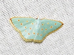 Comostolopsis stillata