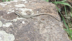 Darevskia defilippii