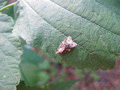 Platynota exasperatana