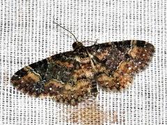 Melanthia ustiplaga