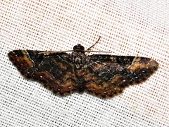 Melanthia ustiplaga