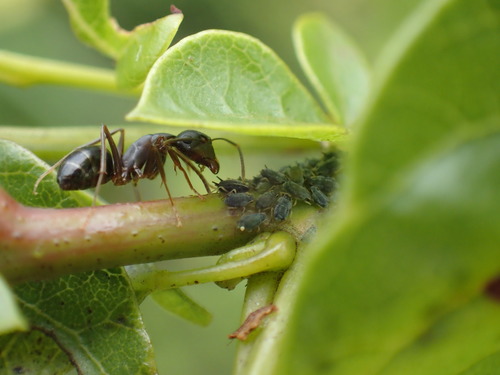 Camponotus basutoCamponotus basuto