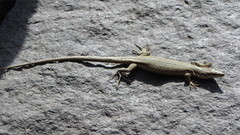 Darevskia defilippii