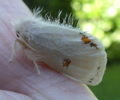 Euproctis haemodetes