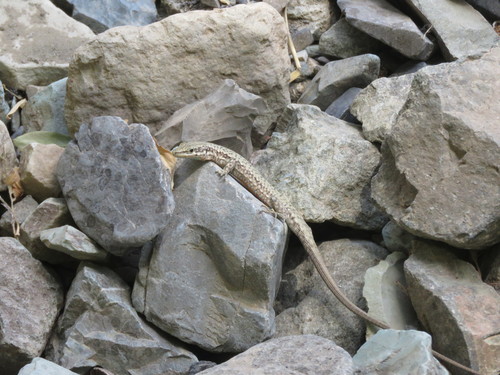 Alborz Lizard