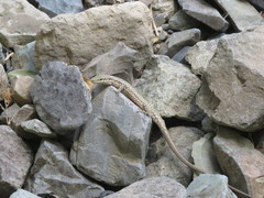 Darevskia defilippii