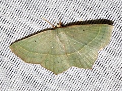 Traminda vividaria