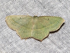 Traminda vividaria