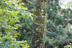 Juglans ailantifolia