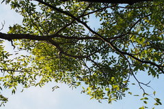 Juglans ailantifolia