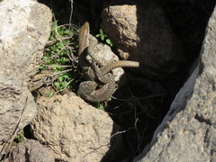 Darevskia defilippii