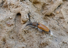 Anostirus castaneus