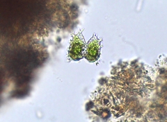 Staurastrum avicula