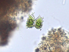 Staurastrum avicula