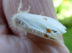 Euproctis haemodetes