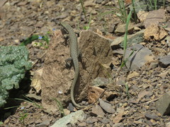 Darevskia defilippii