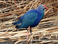 Porphyrio poliocephalus